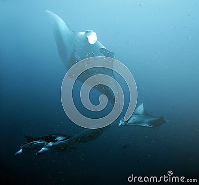 MANTA RAY