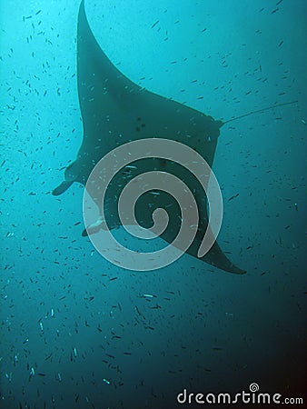 Manta Ray