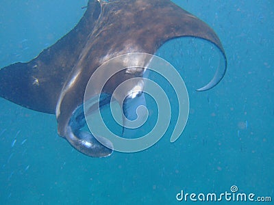 Manta ray feeding on plankton