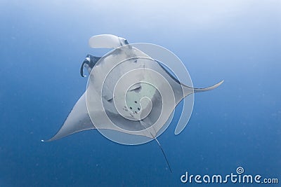 Manta ray