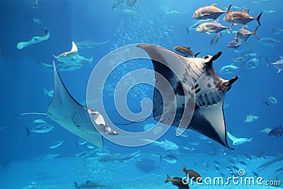 Manta rays flying into a swarm of other fish