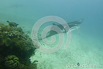 Manta underwater close up portrait while diving