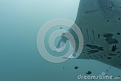 Manta underwater close up portrait while diving
