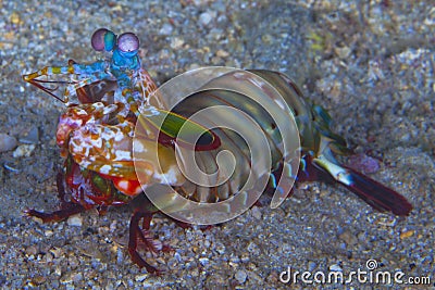 Mantis Shrimp on sea floor