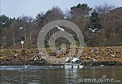 Many Birds Flying Around Small Boat On Lake