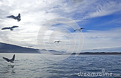 Many Birds Silhouetted Flying On Bay