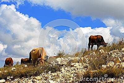 Many cows on the caucasus mountain grassland