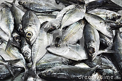 Many Mackerel Fish Fresh