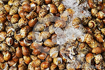 Many raw Spotted babylon snail with freeze