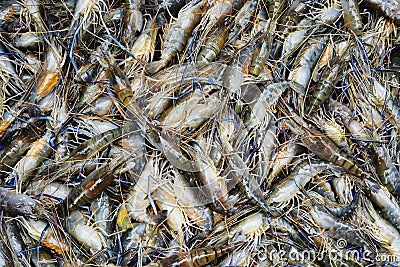 Many raw tiger shrimp background