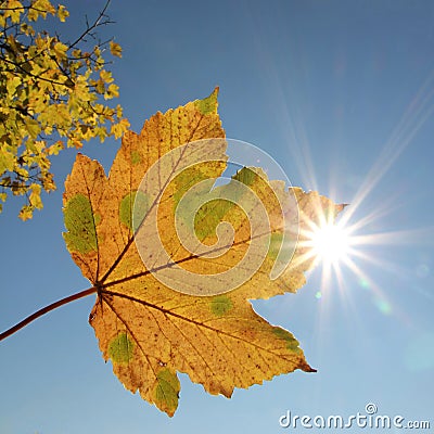 Maple leaf, blue sky and bright sunshine