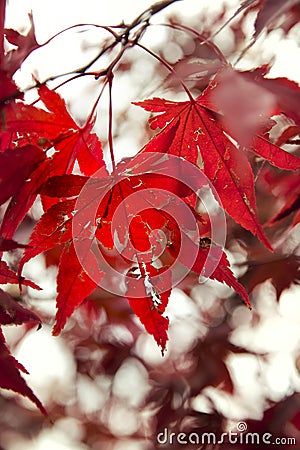 Maple Leaf