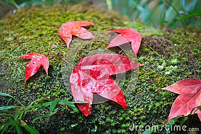 Maple leaf on moss