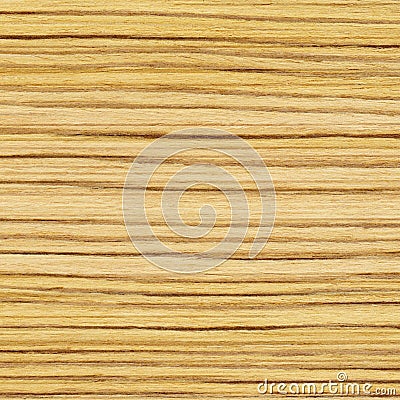 Maple tree wood textured background