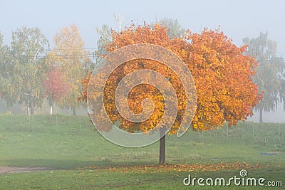 Maple trees in autumn