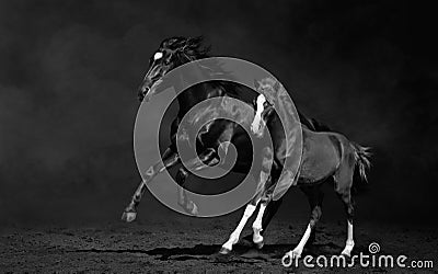 Mare and her foal, black-and-white photo