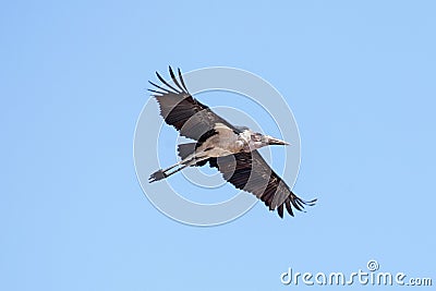 Maribou Stork - Chobe N.P. Botswana, Africa