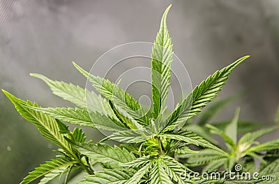 Marijuana Growing in a tent