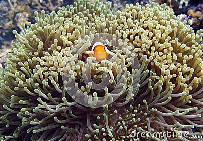 Marine animal Clownfish and sea anemones