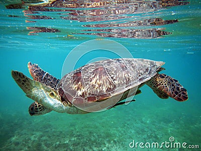 Marine animal Green Turtle Flying fishes