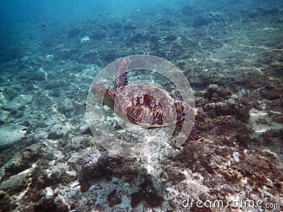 Marine animal Green Turtle Flying over coral