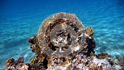 Marine Habitat – Coral Reef. Red Sea, Egypt.