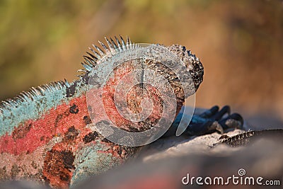 Marine iguana