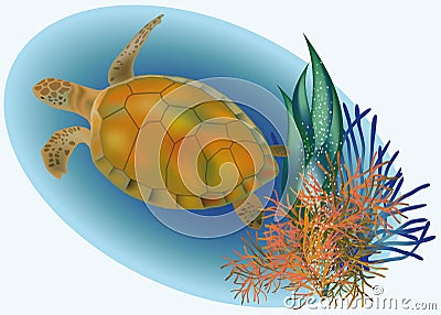 Marine life with turtle