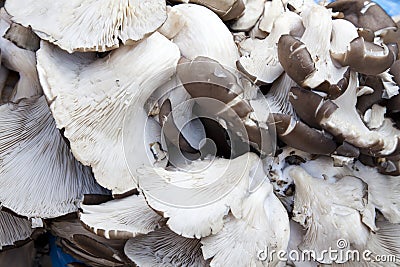 Market Fresh Grey Oyster Mushrooms, Nepal