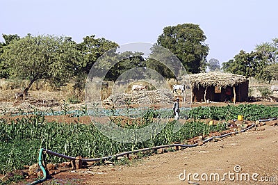 Market garden crops in Burkina Faso