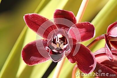 Maroon Orchid Flower