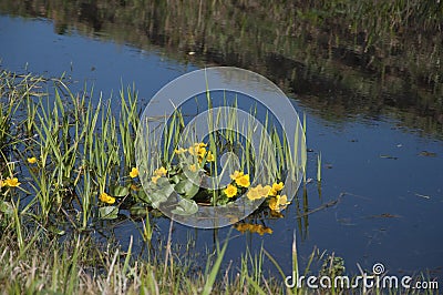 Marsh plant