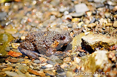 Marsh river Frog in a river full of river stones