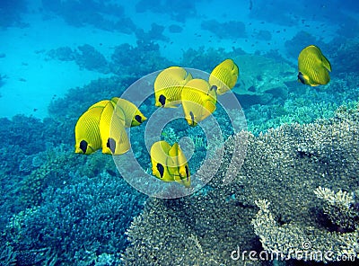 Masked butterfly fishes