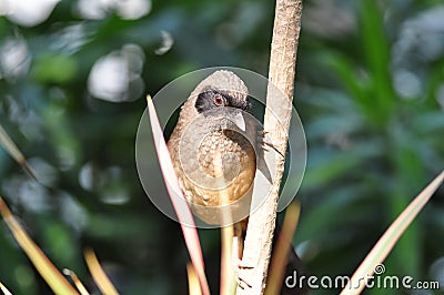 Masked Laughing Thrush