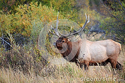 Massive Bull Elk