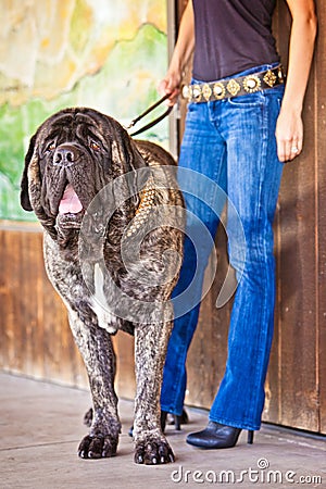 Mastiff Dog on a leash