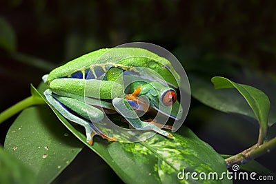 Mating Red Eyed Tree Frogs