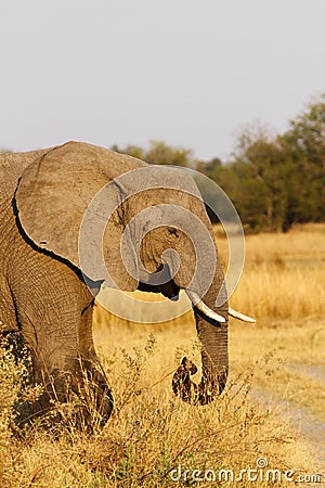 Matriarch African Elephant Leading the way
