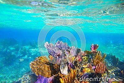 Mayan Riviera reef snorkel underwater