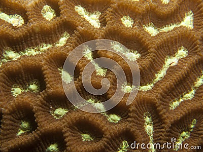 platygyra coral