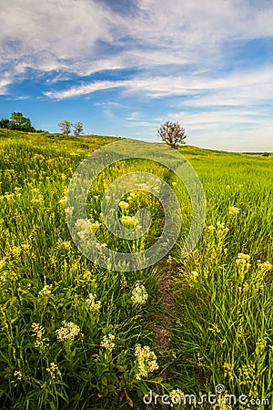 Meadow with green grass and blue sky
