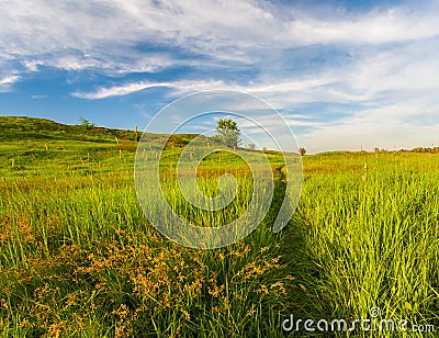Meadow with green grass and blue sky