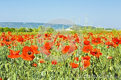 Meadow with red poppies