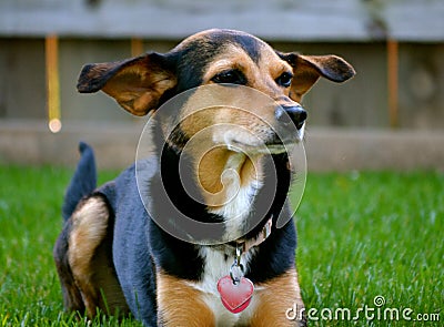 Meagle-Min-Pin Beagle Mixed Breed Dog