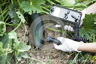 Measuring radiation levels of zucchini