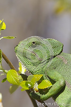 Mediterranean Chameleon