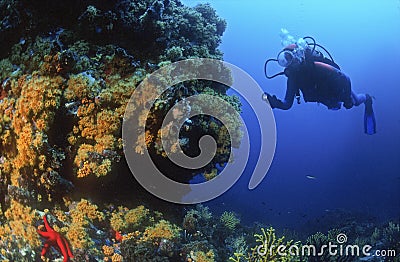 mediterranean seabed royalty explores diver