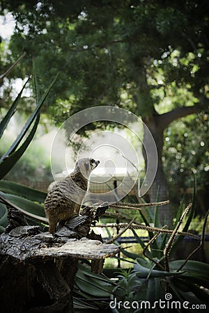 Meerkat with a curious expression