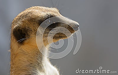 Meerkat.The scientific name is Suricata suricatta.